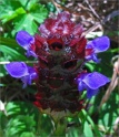 sm 898 Selfheal